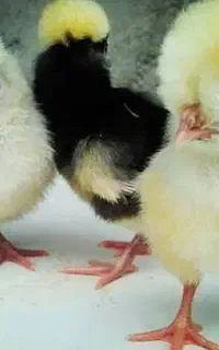 تخم مرغ