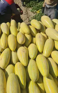 خربزه مشهدی شیرین