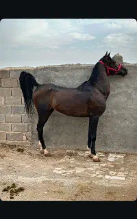 اسب درجه یک پنج نشان