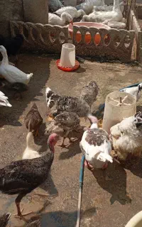 بوقلمون مرغ خروس اردک