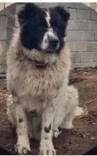 سگ سگ