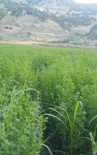 یونجه