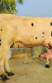 گاو نر