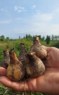 فروش عمده پیاز نرگس ژونکی /مستقیم از تولید کننده