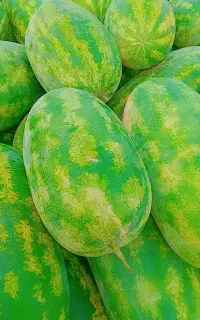 هندوانه