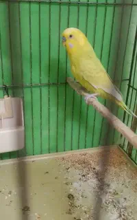 مرغ عشق نر با وسایل
