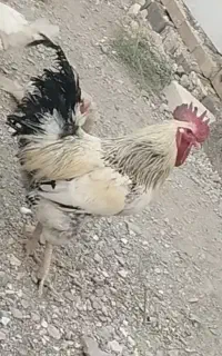 خروس