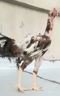 مرغ و خروس لاری از نسل عامر