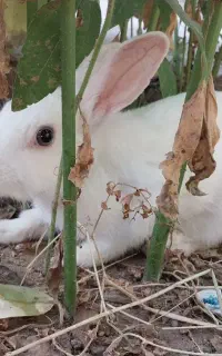 خرگوش اهلی سفید