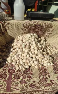 سیر