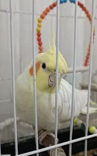 عروس هلندی نر یکسال سالم سخنگو