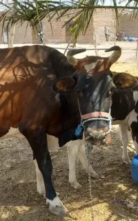 گاو نژاددار شیری و گوساله ماده در دلگان