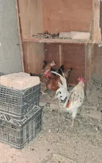 مرغ وخروس وجوجه