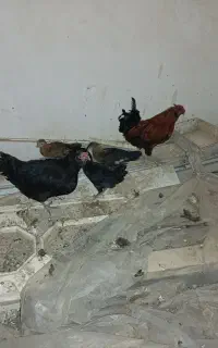 مرغ ، 3 جوجه بزرگ 5 ماهه