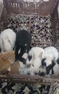 فروش خرگوش ناز نازی