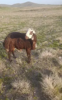 فروش بره قوچ