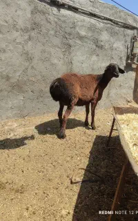 میش مایه دار