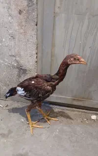 جوجه خروس لاری