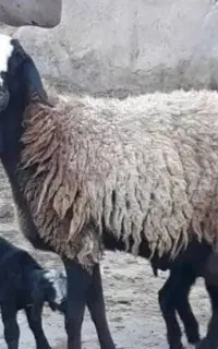 میش گوسفند چاق