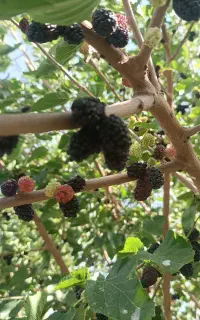 رهن خانه ویلایی