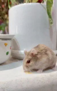 همستر درف روسی روشن جنس ماده