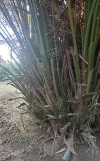 استا جونگ کن هستم