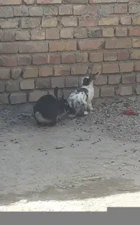 خرگوش نر ماده