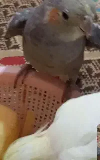 عروس هلندی گم شده