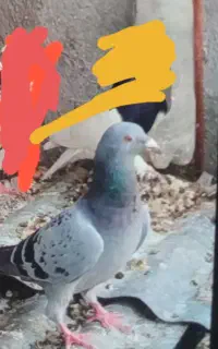 فروشی ماده گربه ای