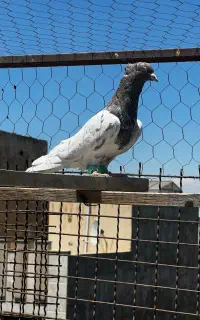 چند تا گرفتنی درجه یک‌