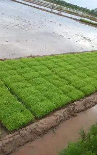 باکس هاشمی اصلاح شده