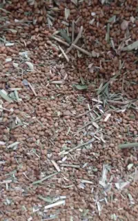 بذر یونجه فوق درجه یک