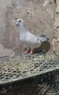 دو جفت نروماده کرمونی عروسک