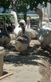 قوغاز لیندا