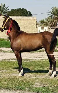 مادیان عرب حمدانی