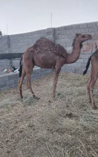 شتر دو ساله