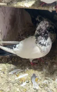 کله دم