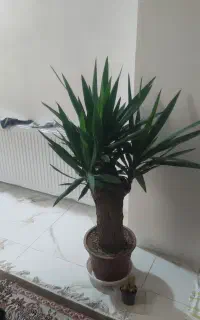 یوکا