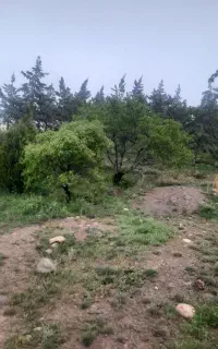 پاترول دربستی برای گردش