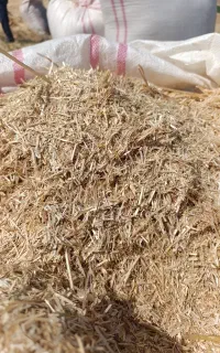 کاه گندم درجه یک نرم نرم تحویل 16000بدون گونی