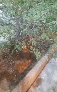 باغ اجاره ای