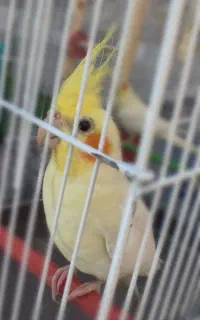 عروس هلندی گم شده