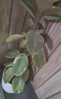 گل فیکوس ابلق