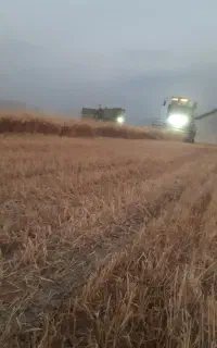 گندم دیم درجه ۱