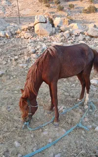اسب فروشی