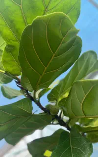 دعوت به همکاری برای فعالیت در گلخانه