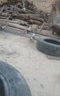 کبوتر پاکستانی چفت