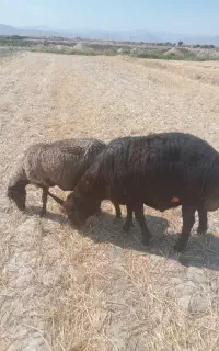 فروش قوچ قره غزل لخت نژاد دو قلو زا اصیل
