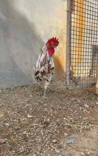 واگذاری ۲ عدد خروس
