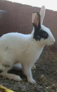 5 عدد خرگوش بامزه